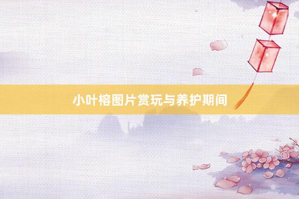 小叶榕图片赏玩与养护期间